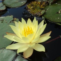 Nymphaea mexicana Zucc.